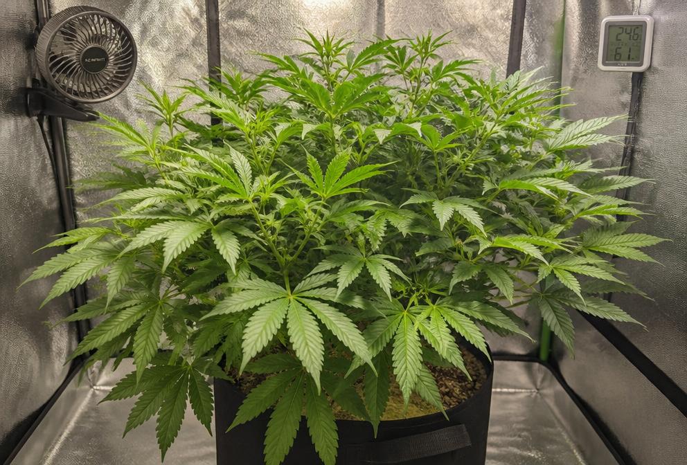 Planta de cánnabis en fase vegetativa dentro de un armario de cultivo